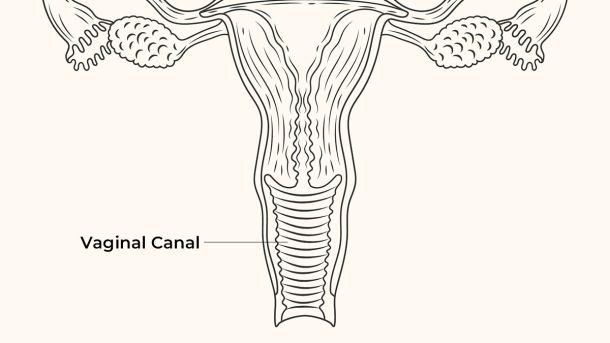 Diagrama anatómico del canal vaginal mostrando su estructura y la anatomía pélvica circundante