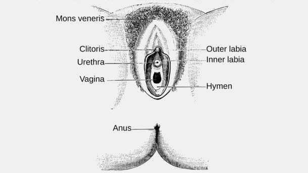Diagrama etiquetado de la anatomía externa de la vulva
