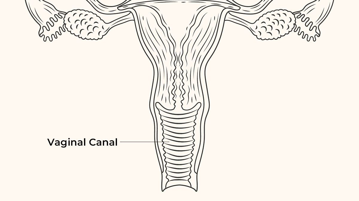 Diagrama anatómico del canal vaginal mostrando su estructura y la anatomía pélvica circundante
